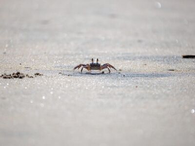crab, beach, wildlife, sand, nature