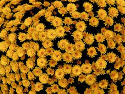yellow flowers, 4k wallpaper, desktop backgrounds, flower, beautiful wallpaper, plants, fall, cool backgrounds, petals, 4k wallpaper 1920x1080, bloom, flower wallpaper, free background, beautiful flowers, blossom, nature, floral background, wallpaper hd, flower background, laptop wallpaper, windows wallpaper, autumn flowers, full hd wallpaper, hd wallpaper, mac wallpaper, background, wallpaper 4k, free wallpaper, beauty, Rülzheim, Rhineland-Palatinate, Germany