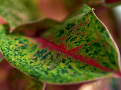 aglonema, nature, plant, leaves, flora, botany