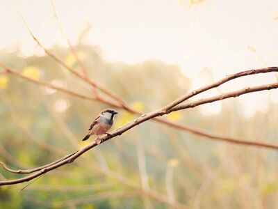 house sparrow, branch, beak, animal, outdoors, feathers, close-up, tree, bird watching, beauty in nature, yellow, nature