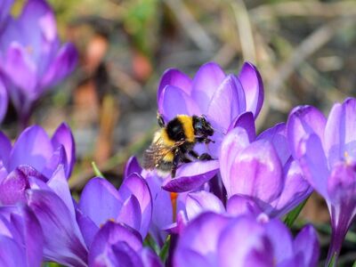 bumblebee, crocuses, bee, insect, blossoms, pollen, plants, purple flowers, petals, early bloomer, spring flowers, beginning of spring, spring awakening, spring, garden, flora, botany, blooms, crocus, nature