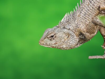 reptiles, reptilelover, lizard, gecko, pets, nature, wildlife, herpetology, animal