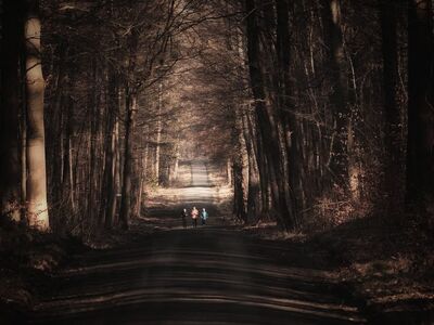 forest, sports, nature, forest run, forest path, athletes, cross-country skier, morning exercise, landscape
