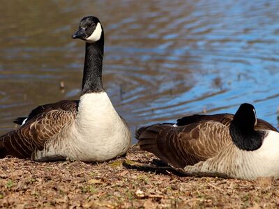 canada goose, geese, animal, goose, waterfowl, wild goose, pond, nature, asleep, wildlife, bird