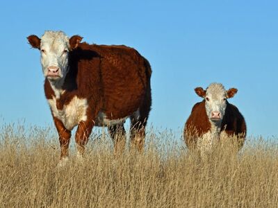 hereford, nature, cattle, beef, breed, farm, rural, pasture, countryside, bovine, agriculture, livestock, cow, grass, ranch