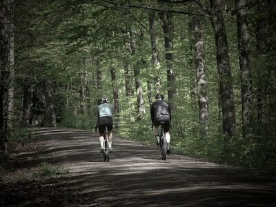 cyclist, sports, road bike, hobby, forest path, leisure time, training