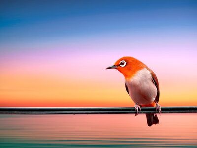 bird, colorful, pens, nature, water, lake, sunset, fantasy