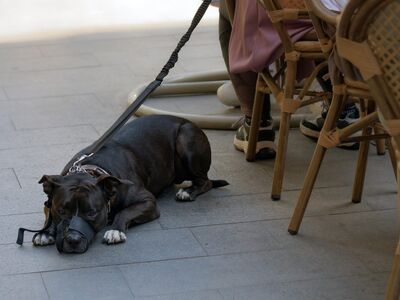 dog, pet, leash, animal, fur, black, lying, pavement, outdoors, nature, terrace, brasserie, sidewalk, street, chairs, people