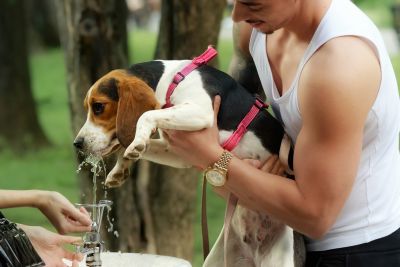 dog, pet, animal, leash, drinking, water, people, owner, nature, keeping, hands, arms, outdoors, park, fountain