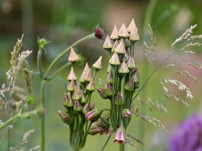 leek, allium, faded, fruit stands, seed pods, plant, background, nature, grasses