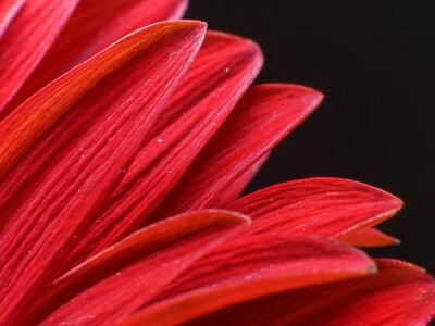 gerbera, nature, flower wallpaper, flower background, bloom, beautiful flowers, flower, blossom, plant, flora, petals, botany, macro