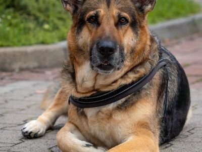 dog, old german shepherd, pet, shepherd dog, herding dog, long stick hair, family dog, loyal, intelligent, athletic, vigilant, obedience, dog breed, nature lover, dog sport, companion dog, security service, dog training, puppy, young dog, animal, animal lover, dog owner
