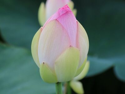 lotus, pond, plant, leaf, background, abstract, nature, flower buds