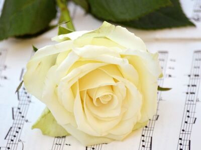 rose, flower, blossom, bloom, date of birth, love, music, sheet music, songs, concert, love songs, to sing, choir, make music, grades, happy mothers day, notenblatt