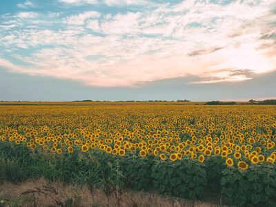 agriculture, wallpaper hd, background, blooming, 4k wallpaper 1920x1080, laptop wallpaper, colorful, countryside, cultivated, environment, farmland, 4k wallpaper, field, beautiful nature, fields, windows wallpaper, golden, beautiful wallpaper, nature wallpaper, full hd wallpaper, mac wallpaper, growth, landscape, floral background, free background, free wallpaper, nature background, nature, outdoor, plant, wallpaper 4k, cool backgrounds, rural, scenery, summer, sunflower, sunny, vibrant, wallpaper, desktop backgrounds, hd wallpaper, yellow
