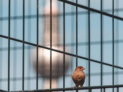 bird, sparrow, berlin, television tower, nature, grid, background, structure, cage, template, beautiful wallpaper, hd background