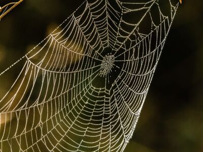 spider web, web, nature, cobweb, dew, morning, dewdrops, arachnid, spiderweb, droplets, backlit, uk
