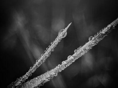 grass, blade of grass, dew, dewdrop, blow, vesicles, nature, small, tender, black-and-white, grasses, grasslands