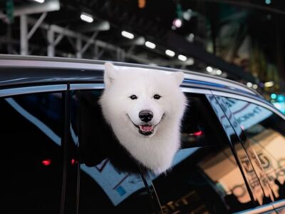 fluffy dog, samoyed, white dog, samoyed smile, happy dog, dog in car, urban dog, city night lights, neon city, adorable dog, fluffy white dog, smiling dog, car window dog, night photography, pet travel, cute pets, cityscape with dog, samoyed puppy, cheerful dog, street vibes, dog portrait, luxury lifestyle dog, fluffy samoyed