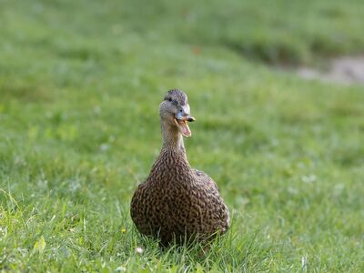 duck, bird, water bird, austria, linz, nature