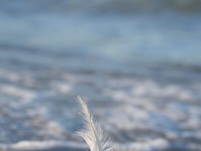 feather, beach, sand, baltic sea, nature, north sea, water, outdoors, postcard motif, blue