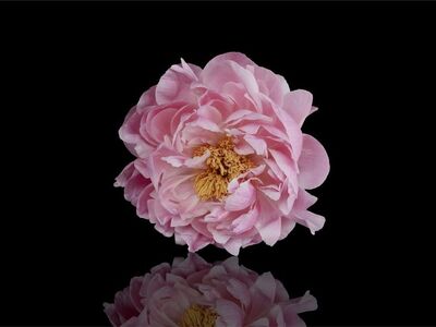 peony, nature, flower background, flower, bloom, blossom, pink, flora, plant, petals, spring, botany, blooming, closeup, pastel, reflected, beautiful flowers, flower wallpaper, mirrored, copy space, greeting card, alone, single, solitary