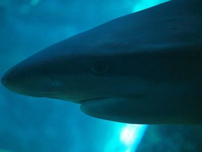 shark, blue water, silent, sleek, watching, nature, wildlife, aquarium