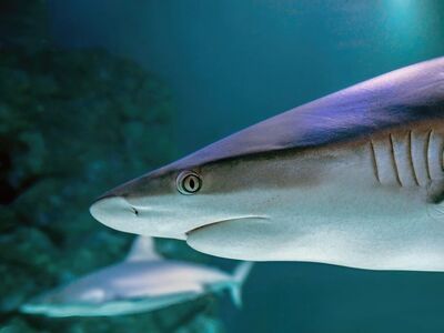 shark, nature, grey reef shark, gray reef shark, underwater, sea, aquarium, australia, dangerous, predator, cairns aquarium, shark eye
