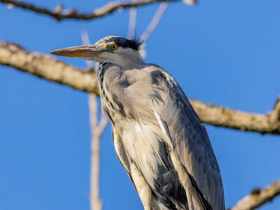 grey heron, nature, heron, bird, water bird, wildlife, animal, plumage, lake, fog, ornithology, beak, flow, wader, park, prey, water, sun, feathers, wing, bird watching, tomorrow, sunrise, pond