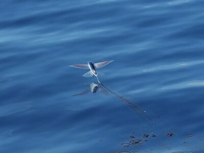 flying fish, fishes, flying, sea, nature, water, swim