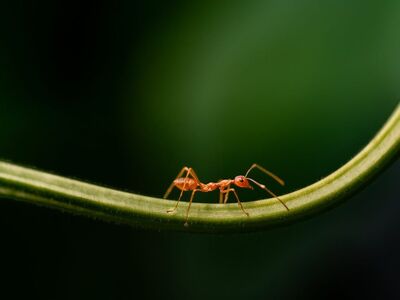 ant, ants, nature, insects, green