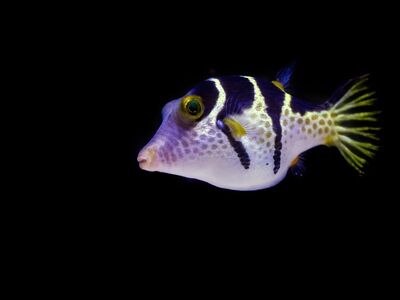 poisonous, puffer fish, fish, pufferfish, underwater, aquarium, puffer, tropical, valentins sharpnose puffer, cairns aquarium, blacksaddle toby