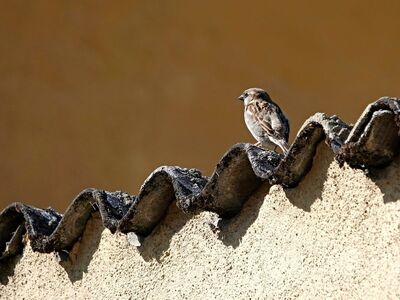 bird, fauna, roof, relax, view, nature, monochrome, wavy, beige, brown, calm