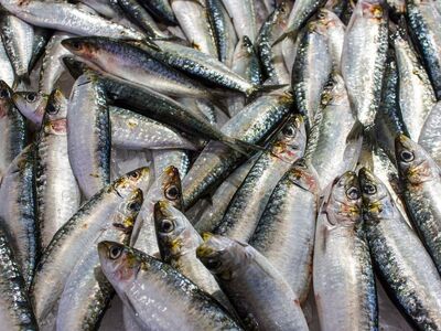 sardines, fish, fish shop, nature, fishing, food, market, healthy, delicious, vitamins, fresh, diet, salting