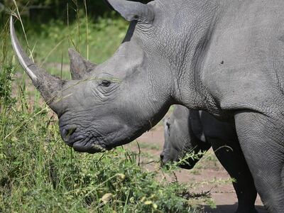 rhino, rhinoceros, nature, animal, wildlife, mammal, zoo, africa, pachyderm, wilderness, safari, wild, horns, magdeburg, calf, kenya, grass, game drive, zambia, game, drive, tourism, sport, impala