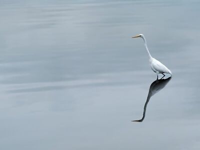 water, nature, reflection, liquid, bird, wildlife, avian, animal
