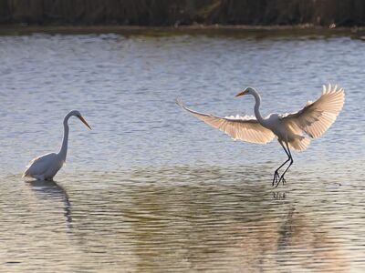 bird, heron, stork, crane, wings, food, hunting, water, fish, surface, wildlife