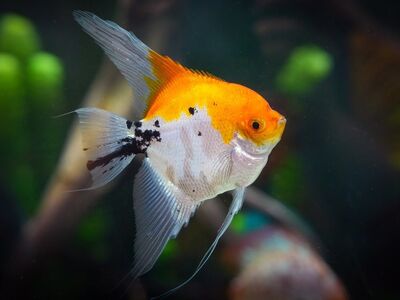 scalar, fishes, aquarium, water, koi angelfish, carp, nature