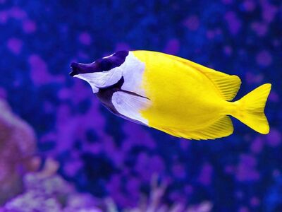 fish, aquarium, rabbitfish, foxface rabbitfish, yellow, yellow fish, tropical fish, reef fish, underwater, sea, reef, ocean, tank, colorful, tropical