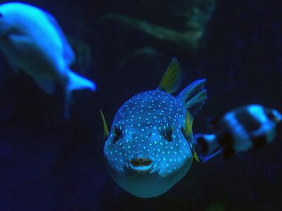 face, puffer fish, eyes, portrait, nature, close up, template, background