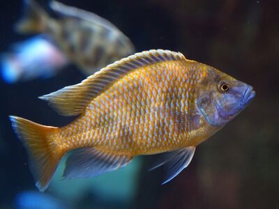 fish, perch, giraffe cichlid, multicoloured, water, underwater, nature, aquarium