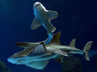 guitarfish, smelled, shark, encounter, animals, fishes, nature, hd background