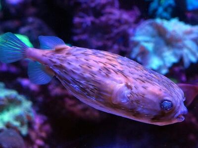 puffer fish, spur, eye, glitter, fishes, water, underwater, aquarium