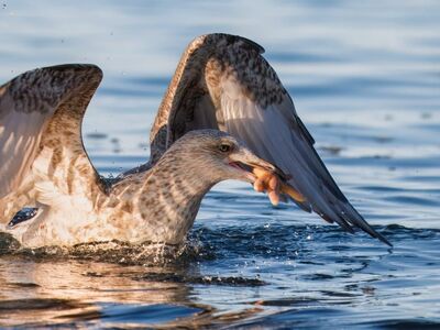 gull, starfish, bird, sea, ornithology, wildlife, seabirds, beak, plumage, water, bird watching, echinoderms, sea animal