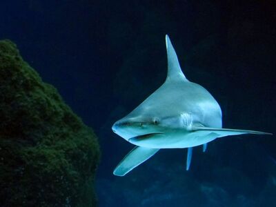 shark, sea, fishes, underwater, animal, predator, underwater world