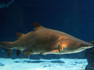 shark, sea, fishes, underwater, animal, predator, underwater world, large