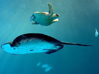smelled, tortoise, encounter, fishes, underwater, water, aquarium