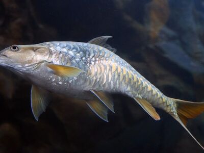 dandruff, fish, carp, fishes, silver, glittering, rivers