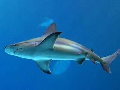 shark, maul, animal, wildlife, fish, rivers, danger, attention
