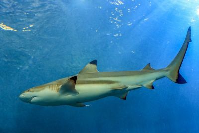 shark, maul, animal, wildlife, fish, rivers, danger, attention